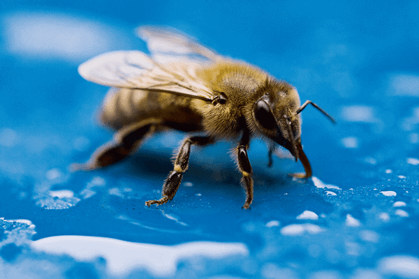דבורה מייצרת דבש בחורף