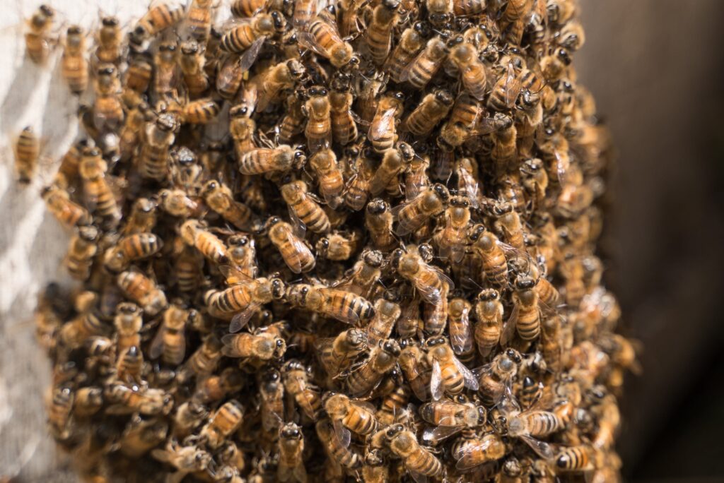 דבורים מצטופות בחורף